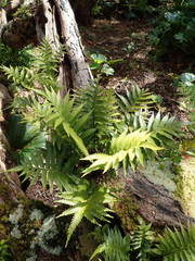 Asplenium scleroprium