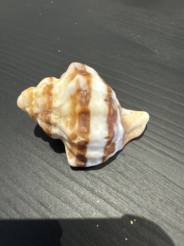 Hexaplex trunculus