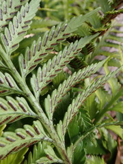 Asplenium scleroprium
