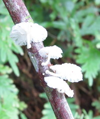 Marasmiellus cubensis