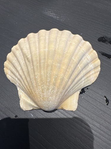 Pecten maximus
