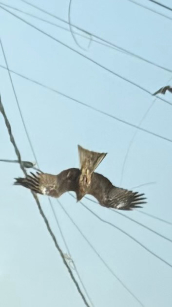Milvus migrans (Boddaert, 1783)