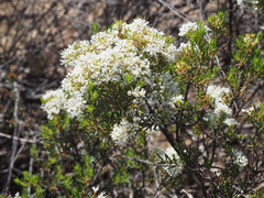 Agathosma giftbergensis