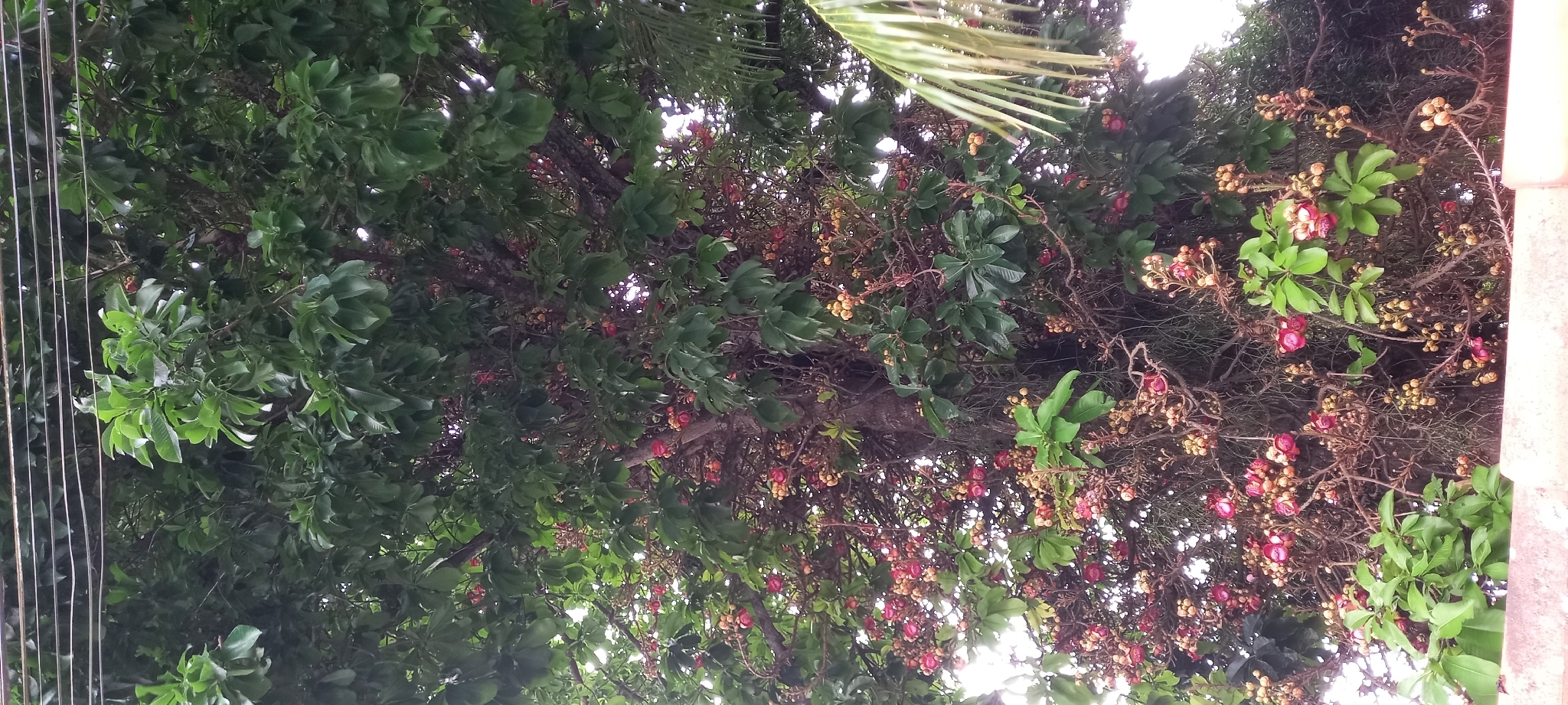 Couroupita guianensis