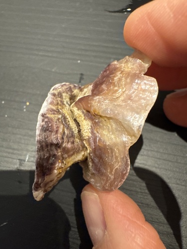 Anomia ephippium