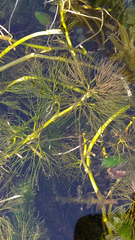 Limnophila aquatica