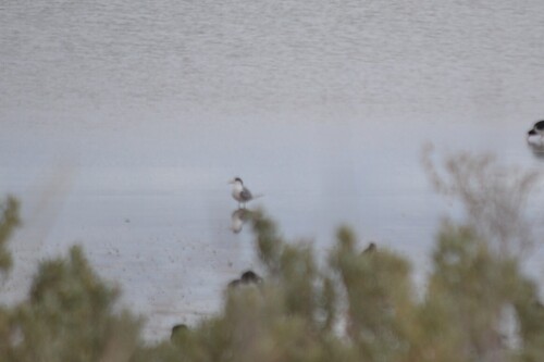 Greater Crested Tern (Thalasseus bergii)