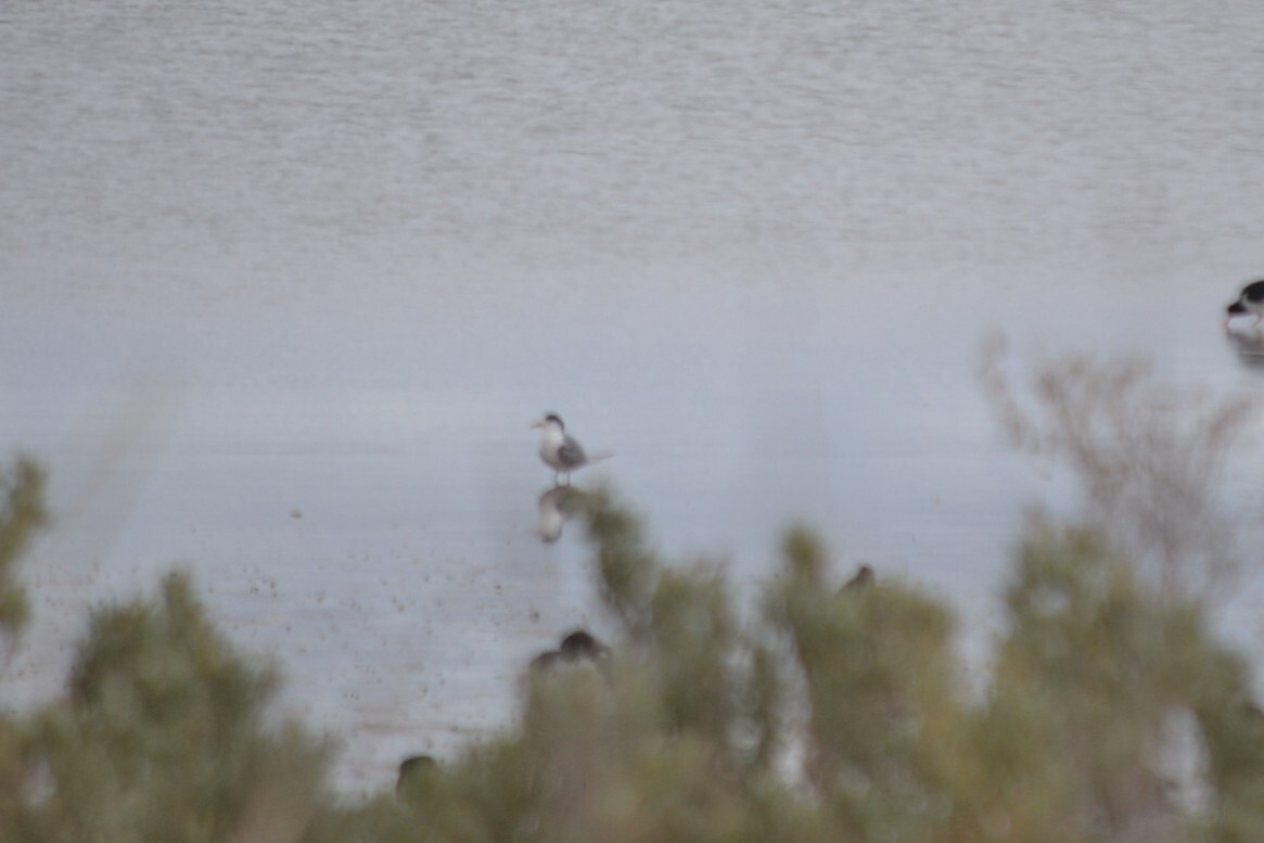 Greater Crested Tern (Thalasseus bergii), photo 1