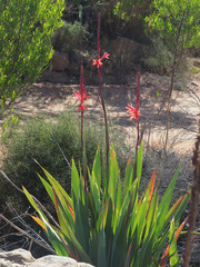 Watsonia vanderspuyae