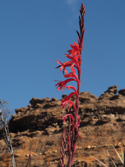 Watsonia vanderspuyae