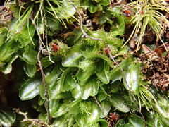 Hymenophyllum minimum