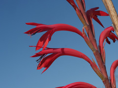 Watsonia vanderspuyae