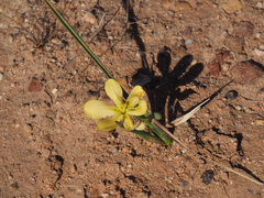 Moraea cookii