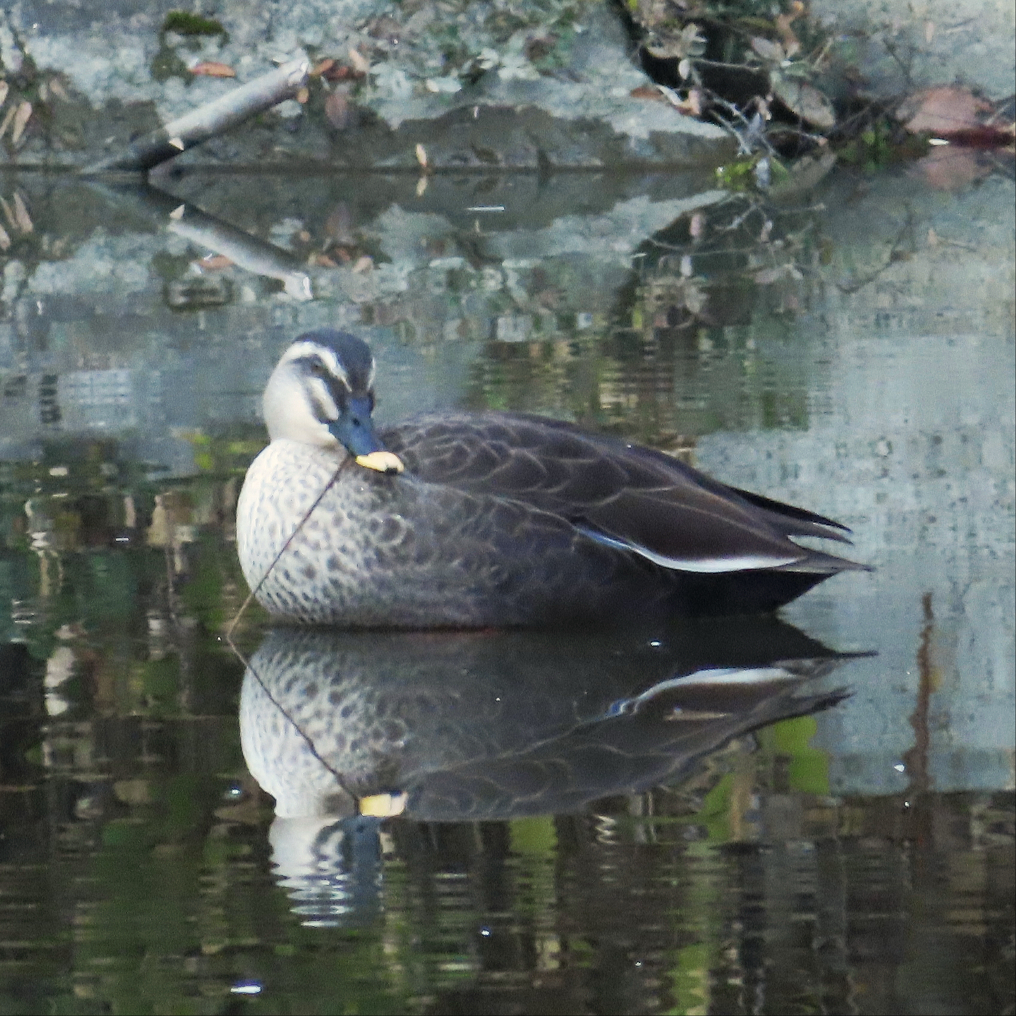 Eastern Spot-billed Duck (Anas zonorhyncha), photo 8
