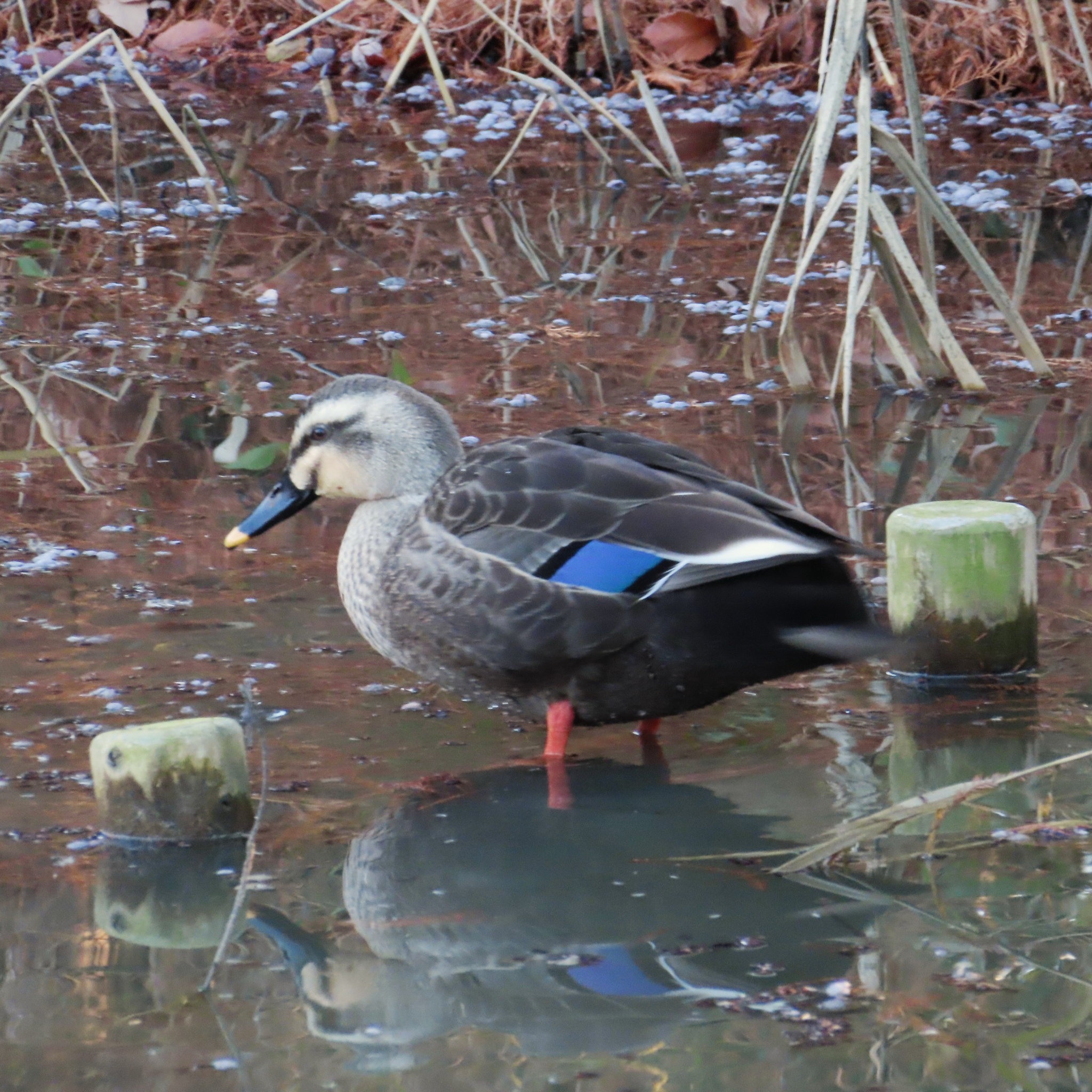 Eastern Spot-billed Duck (Anas zonorhyncha), photo 5