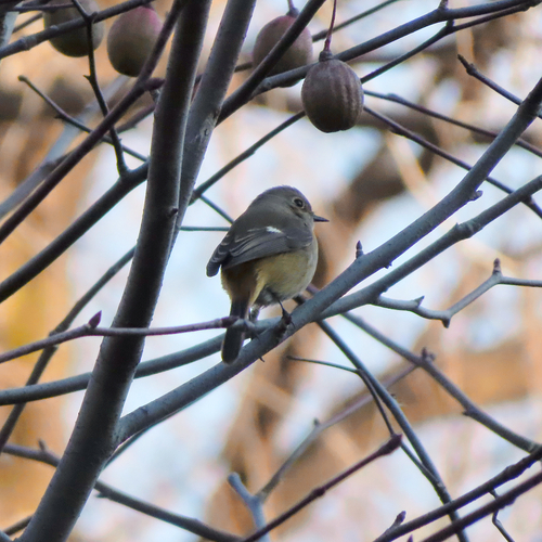 Daurian Redstart (Phoenicurus auroreus), photo 3