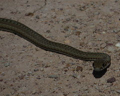 Psammophis notostictus