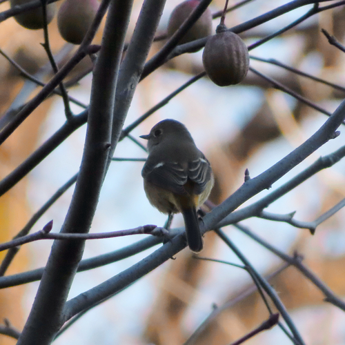 Daurian Redstart (Phoenicurus auroreus), photo 4