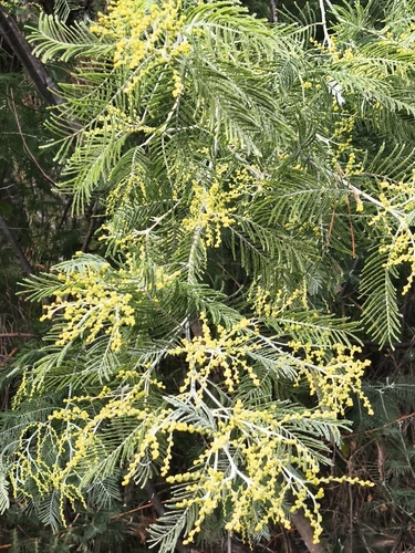 Acacia dealbata