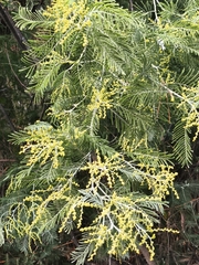 Silver Wattle (Acacia dealbata)