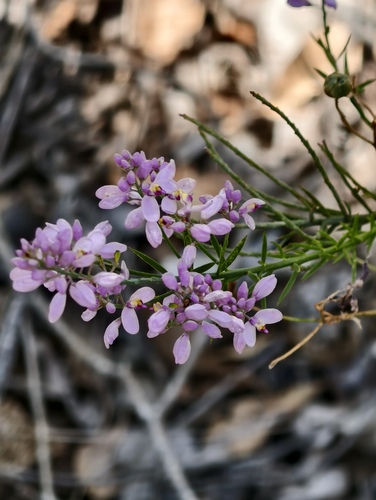 Comesperma confertum (Comesperma confertum)