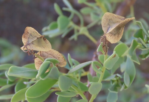 Sweet Seacoral (Tetragonia schenckii)