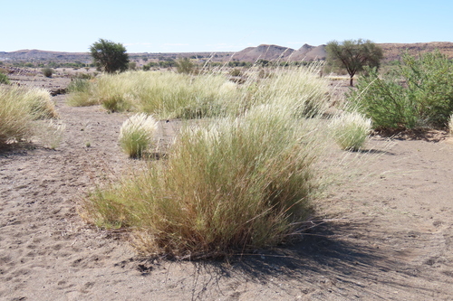 River Bushman Grass (Stipagrostis namaquensis)