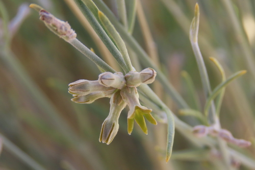Pale Starjasmine (Orthanthera albida)