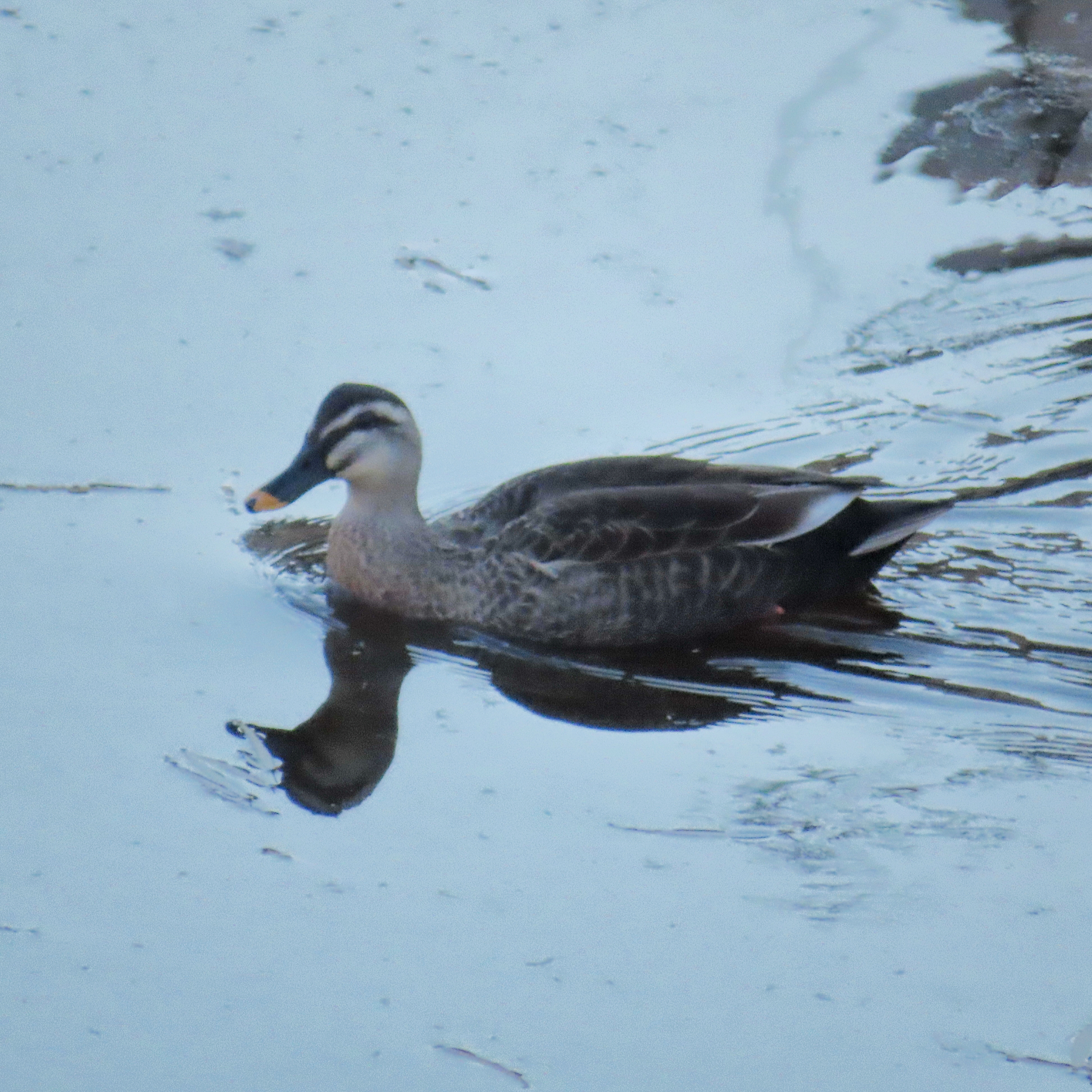Eastern Spot-billed Duck (Anas zonorhyncha), photo 9