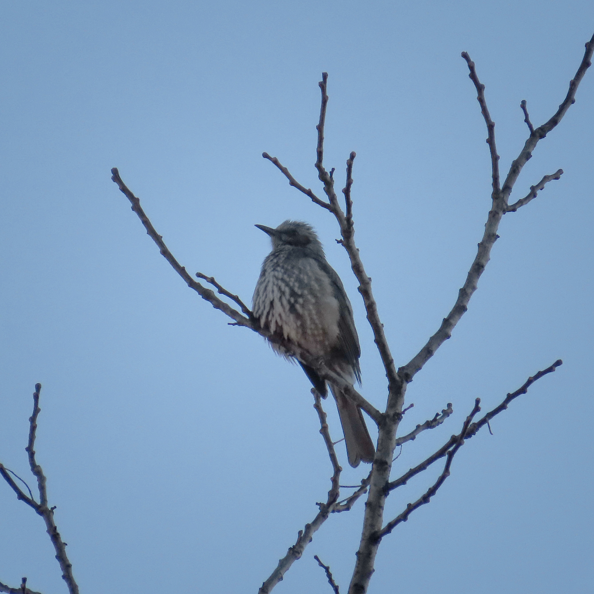 Brown-eared Bulbul (Hypsipetes amaurotis), photo 10