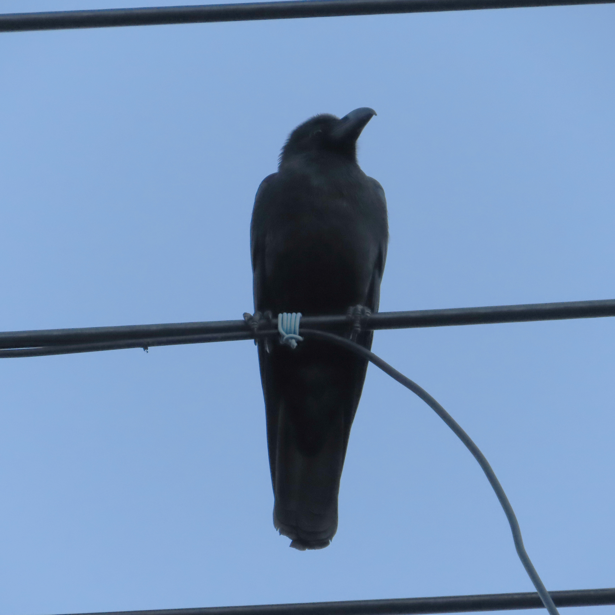 Large-billed Crow (Corvus macrorhynchos), photo 5