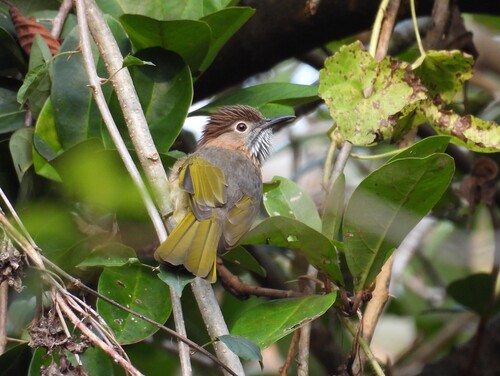 Mountain Bulbul (Ixos mcclellandii), photo 1