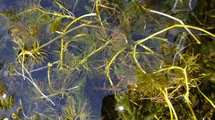 Limnophila aquatica