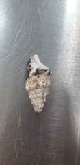 Cerithium maculosum