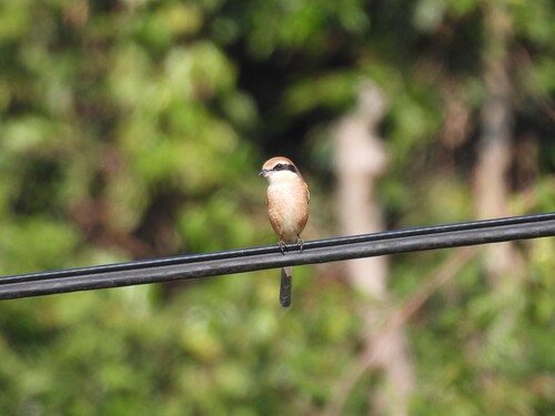 Bull-headed Shrike (Lanius bucephalus), photo 3