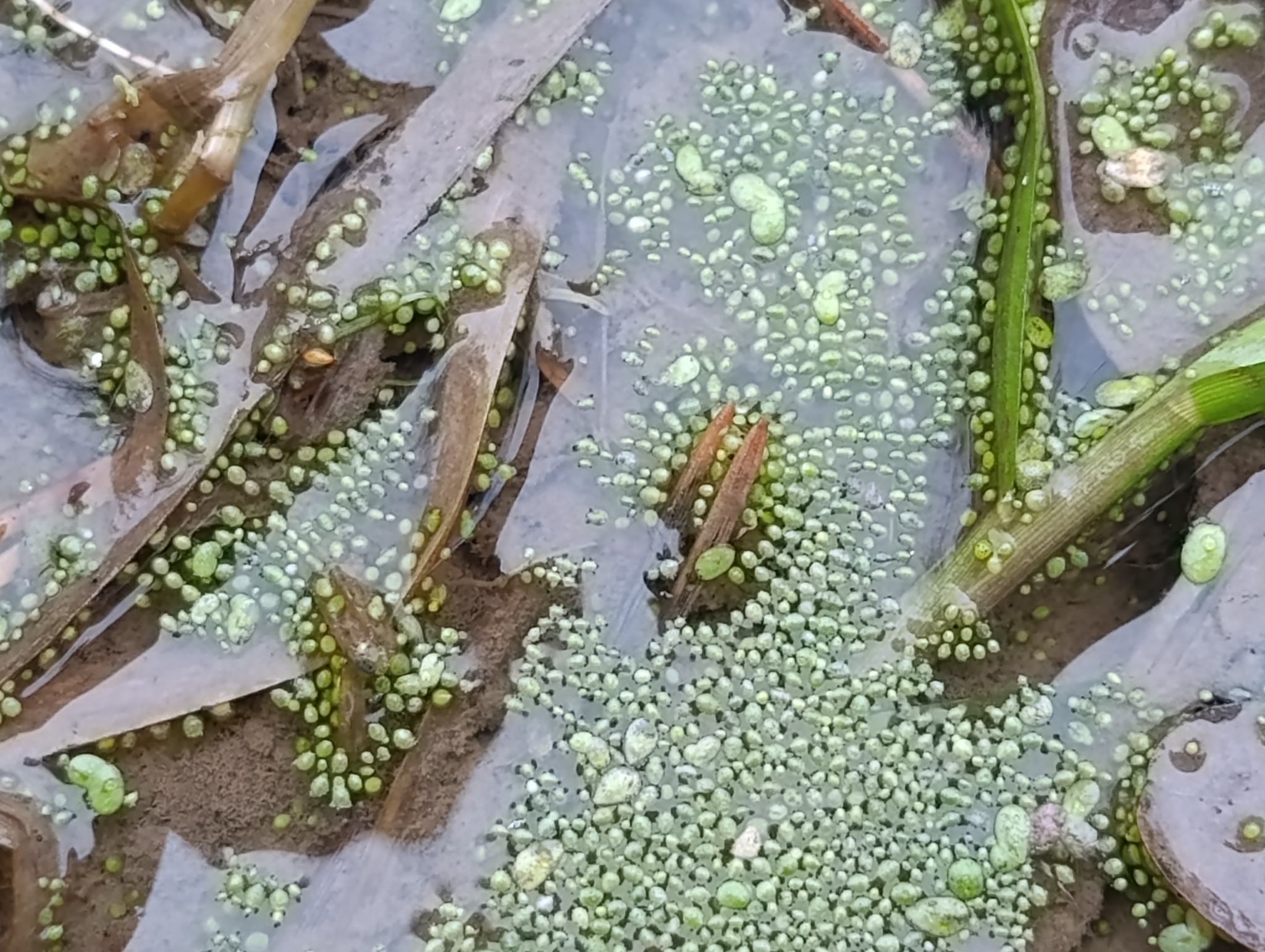 Rootless Duckweed (Wolffia arrhiza)