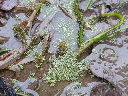 Wolffia arrhiza, photograph 6