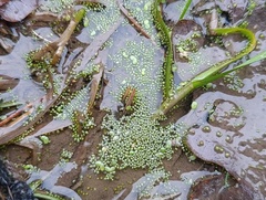 Wolffia arrhiza, photograph (c) Мирослав Соболев, some rights reserved (CC BY)