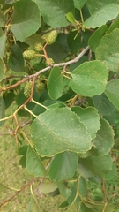 Alnus rohlenae