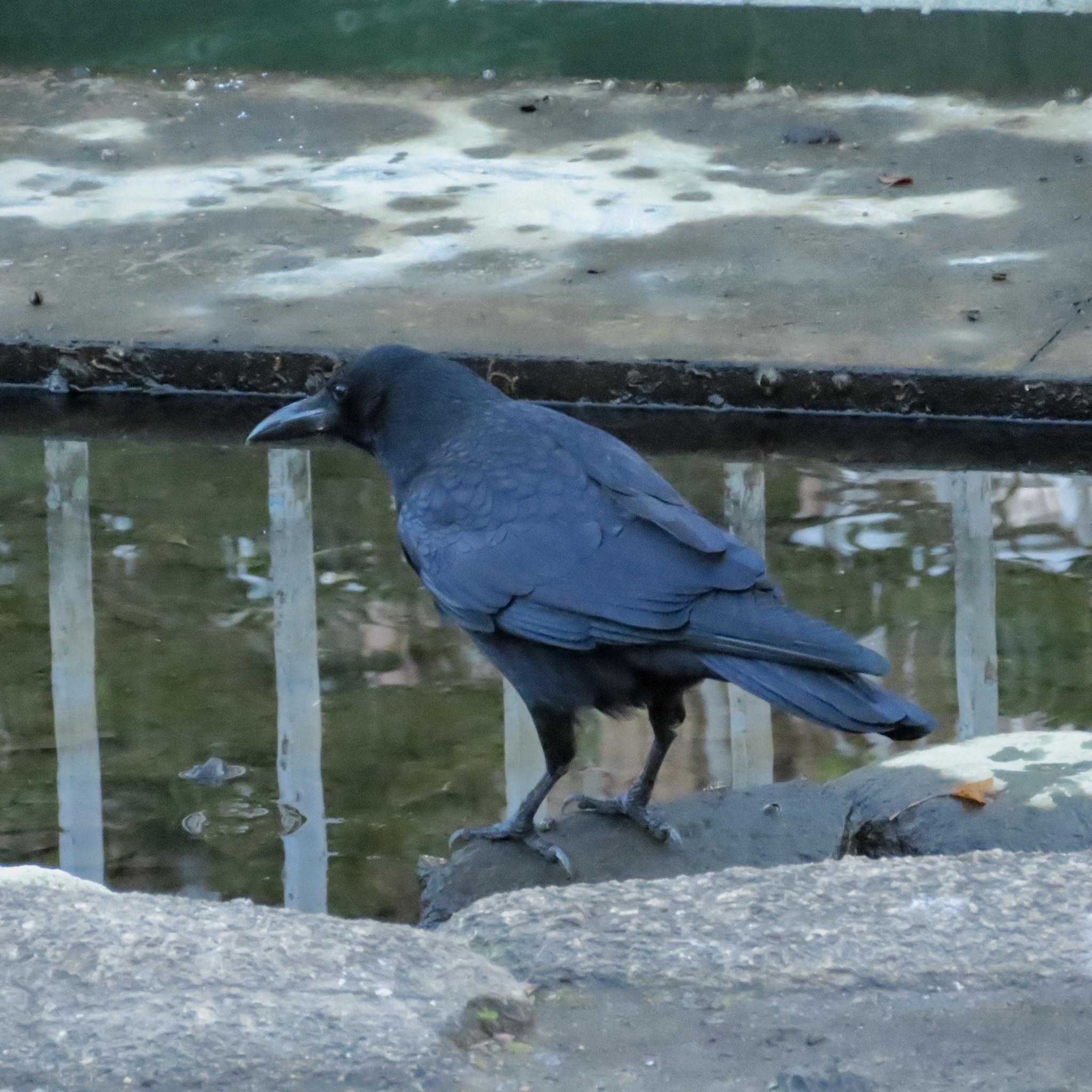 Large-billed Crow (Corvus macrorhynchos), photo 6