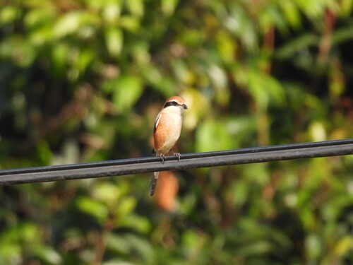 Bull-headed Shrike (Lanius bucephalus), photo 4