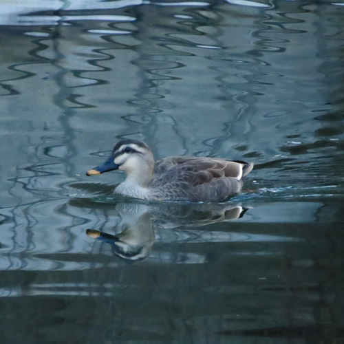 Eastern Spot-billed Duck (Anas zonorhyncha), photo 4
