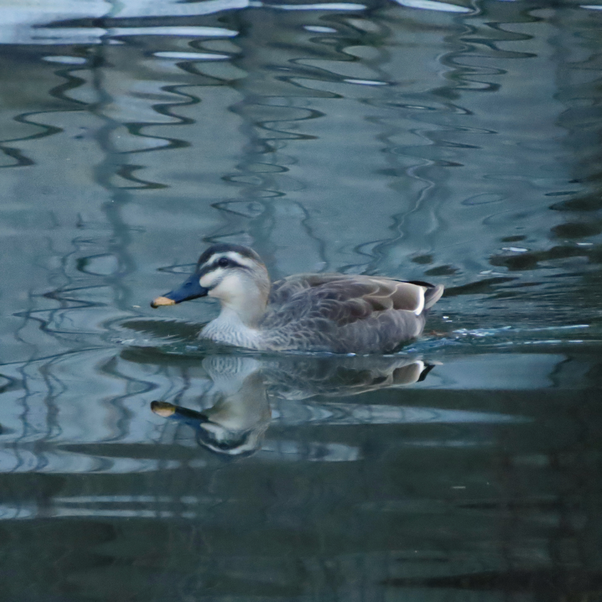 Eastern Spot-billed Duck (Anas zonorhyncha), photo 4