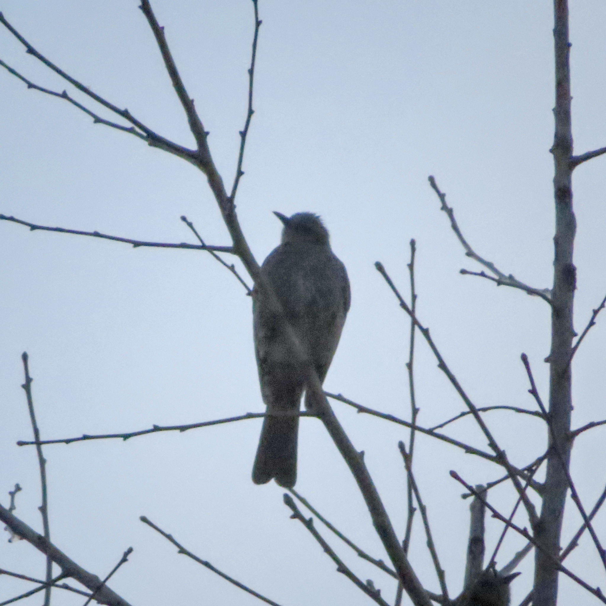 Brown-eared Bulbul (Hypsipetes amaurotis), photo 3