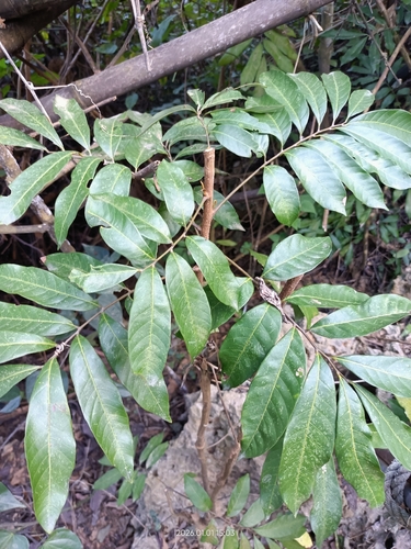 Ein weiteres Foto von Longan
