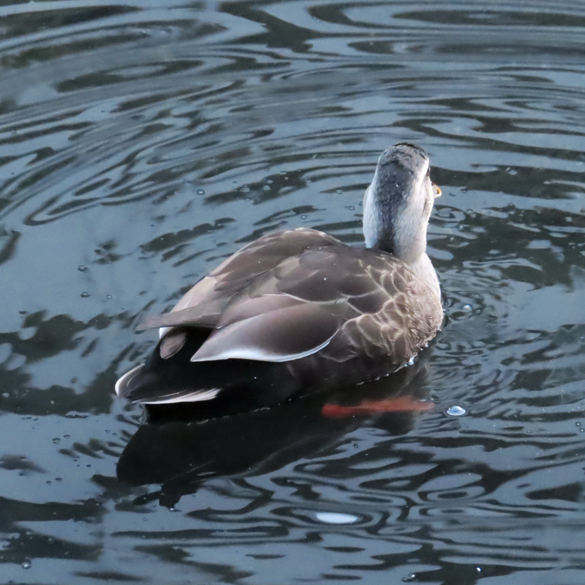 Eastern Spot-billed Duck (Anas zonorhyncha), photo 10