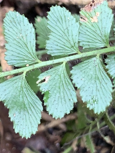 Asplenium paleaceum, 2025-12-31
