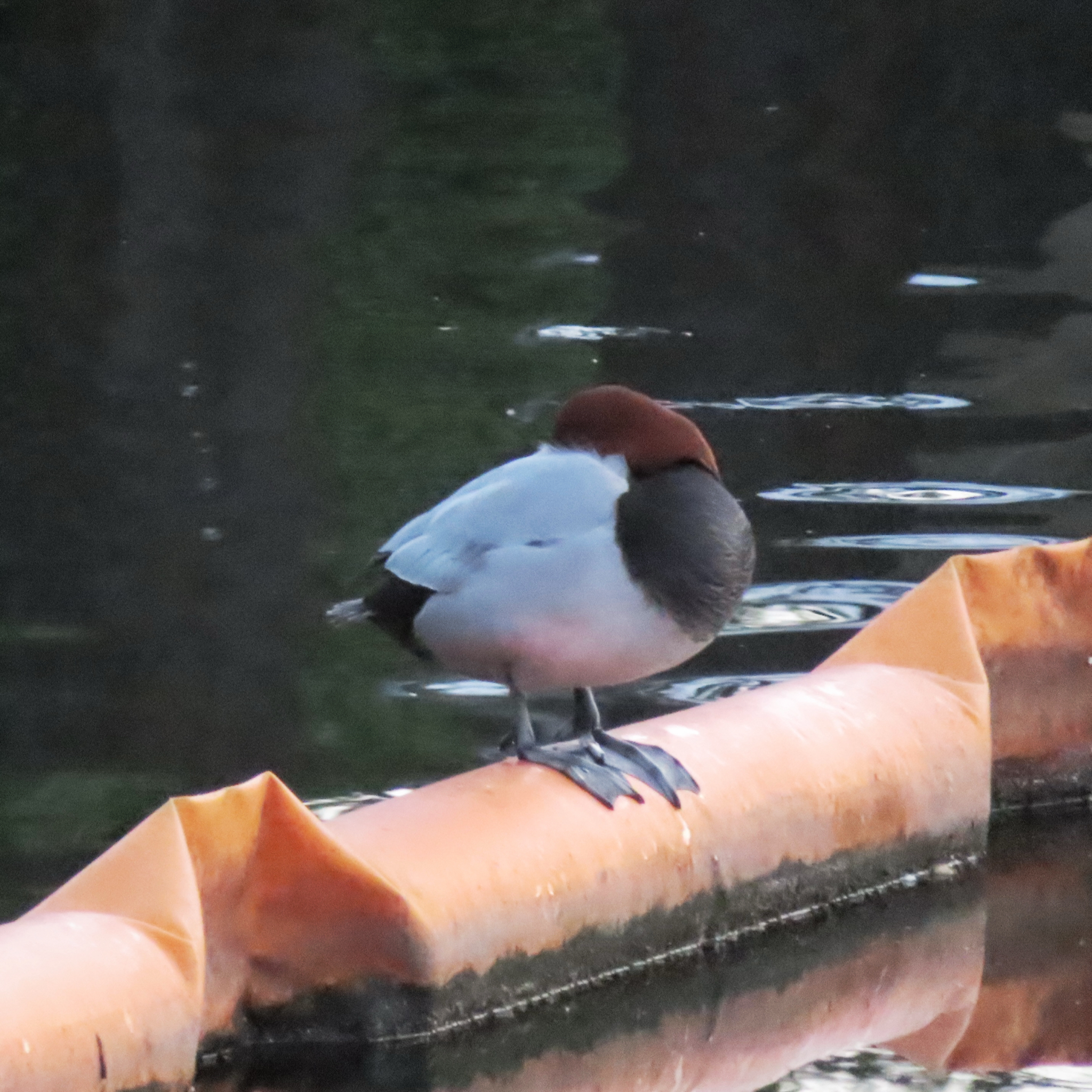 Common Pochard (Aythya ferina), photo 3