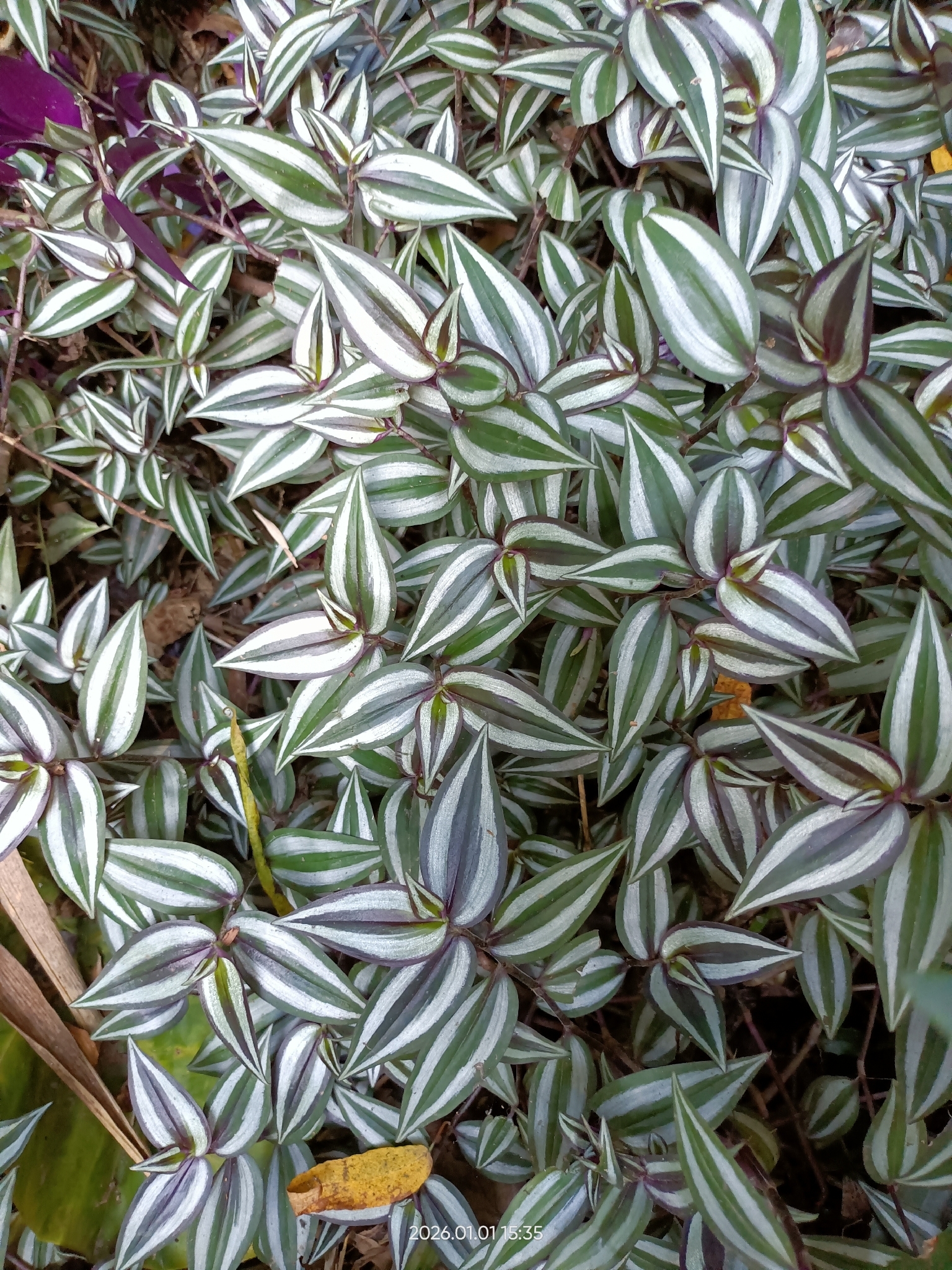 Tradescantia zebrina