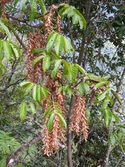 Engelhardia spicata, photograph author not stated, no rights reserved